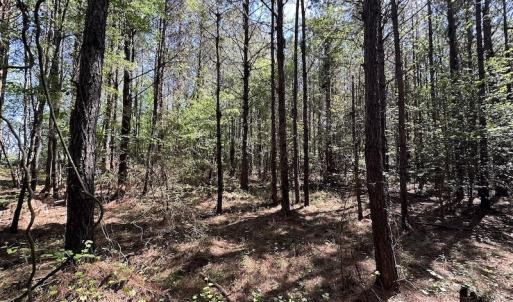Photo #18 of SOLD property in Off Brickyard Rd , Emporia, VA 53.0 acres