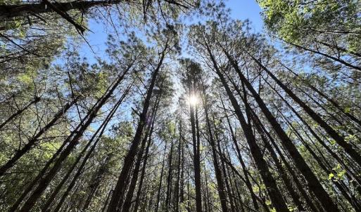 Photo #19 of SOLD property in Off Brickyard Rd , Emporia, VA 53.0 acres