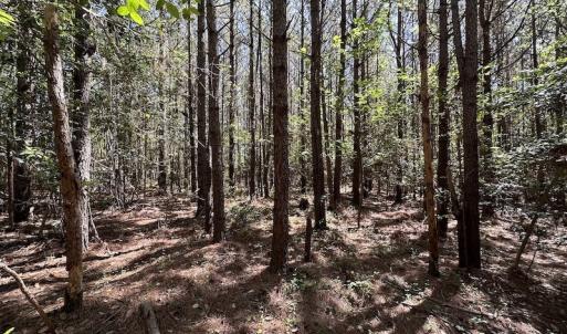 Photo #20 of SOLD property in Off Brickyard Rd , Emporia, VA 53.0 acres