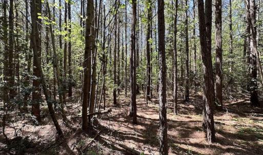 Photo #21 of SOLD property in Off Brickyard Rd , Emporia, VA 53.0 acres