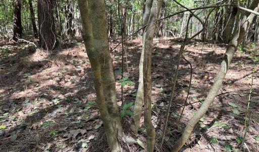 Photo #22 of SOLD property in Off Brickyard Rd , Emporia, VA 53.0 acres