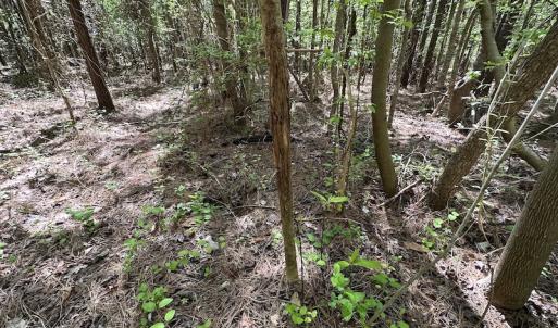 Photo #23 of SOLD property in Off Brickyard Rd , Emporia, VA 53.0 acres