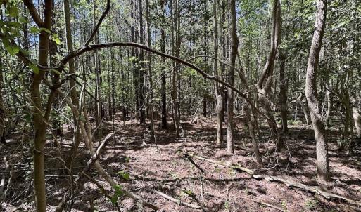 Photo #24 of SOLD property in Off Brickyard Rd , Emporia, VA 53.0 acres