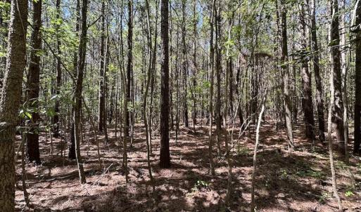 Photo #25 of SOLD property in Off Brickyard Rd , Emporia, VA 53.0 acres
