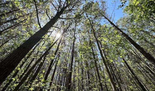 Photo #26 of SOLD property in Off Brickyard Rd , Emporia, VA 53.0 acres
