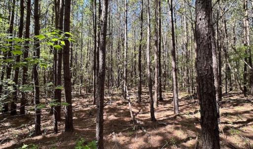 Photo #27 of SOLD property in Off Brickyard Rd , Emporia, VA 53.0 acres