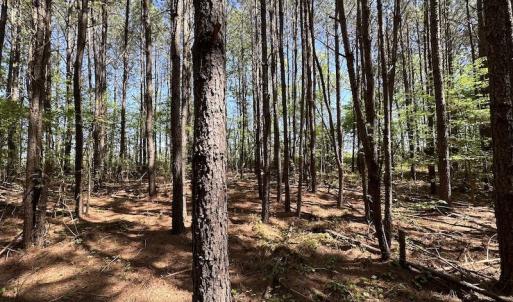 Photo #28 of SOLD property in Off Brickyard Rd , Emporia, VA 53.0 acres