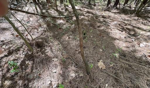 Photo #29 of SOLD property in Off Brickyard Rd , Emporia, VA 53.0 acres