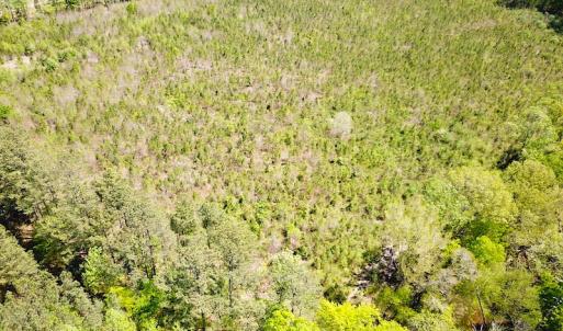 Photo #4 of SOLD property in Off Arbedour Rd , Jarratt, VA 19.0 acres