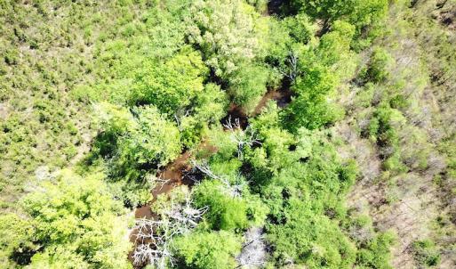 Photo #5 of SOLD property in Off Arbedour Rd , Jarratt, VA 19.0 acres