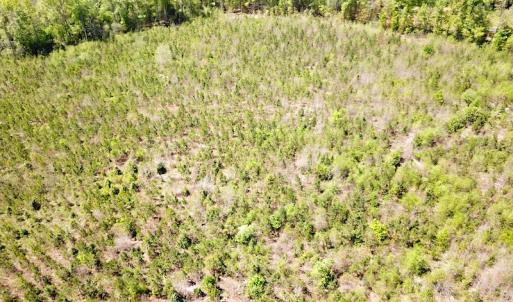 Photo #14 of SOLD property in Off Arbedour Rd , Jarratt, VA 19.0 acres