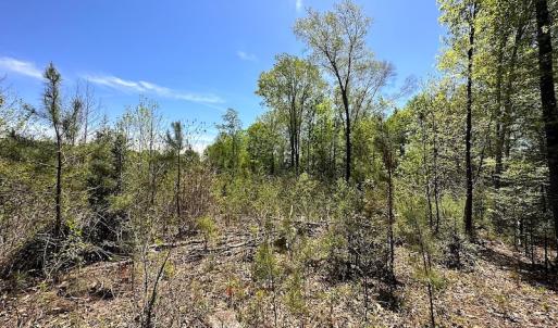 Photo #17 of SOLD property in Off Arbedour Rd , Jarratt, VA 19.0 acres
