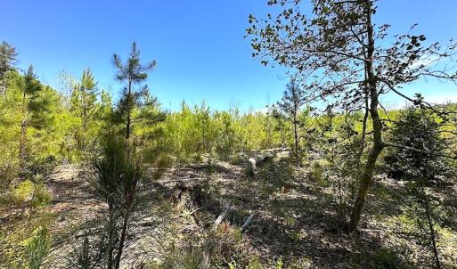 Photo #21 of SOLD property in Off Arbedour Rd , Jarratt, VA 19.0 acres
