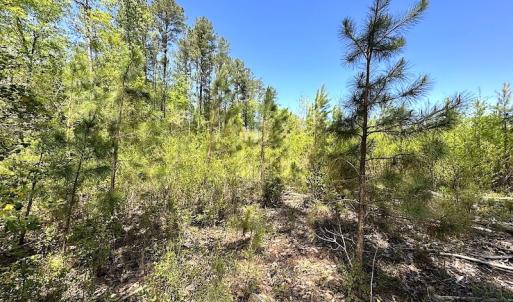 Photo #22 of SOLD property in Off Arbedour Rd , Jarratt, VA 19.0 acres