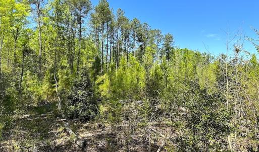 Photo #28 of SOLD property in Off Arbedour Rd , Jarratt, VA 19.0 acres