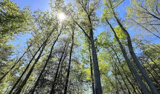 Photo #31 of SOLD property in Off Arbedour Rd , Jarratt, VA 19.0 acres