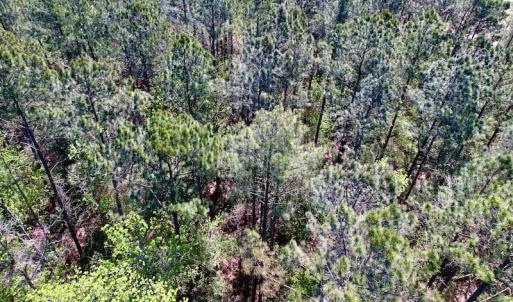 Photo #31 of SOLD property in Off Arant Farm Rd, Merritt, NC 79.5 acres