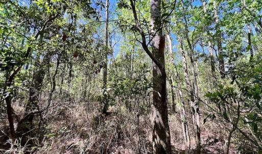 Photo #36 of SOLD property in Off Arant Farm Rd, Merritt, NC 79.5 acres