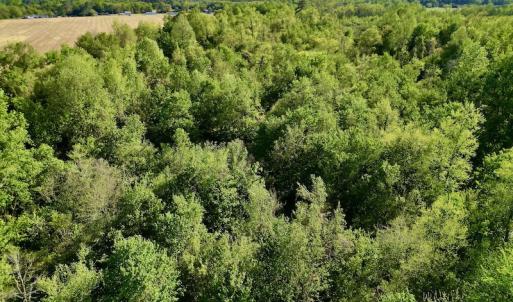 Photo #11 of 664 Peak Branch Rd, Snow Hill, NC 54.6 acres