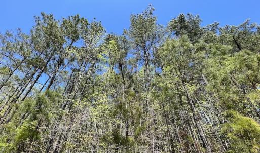 Photo #37 of SOLD property in Off Taylor’s Store Road , Nashville, NC 21.2 acres
