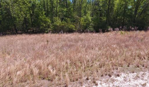Photo #5 of SOLD property in Off Mcquage Farm Road, Bennettsville, SC 2.1 acres