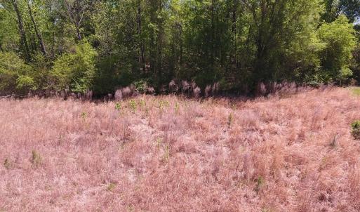 Photo #6 of Off Mcquage Farm Road, Bennettsville, SC 2.1 acres