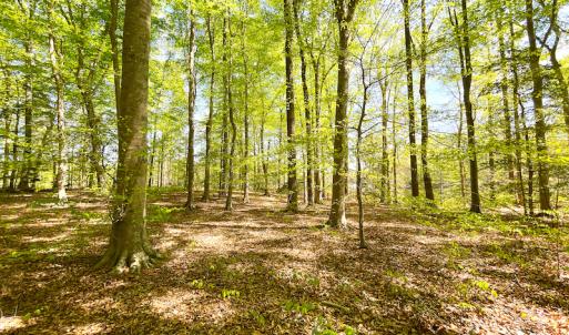 Photo #20 of Off Murphy Mill Road, Windsor, VA 48.8 acres