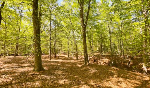 Photo #27 of Off Murphy Mill Road, Windsor, VA 48.8 acres