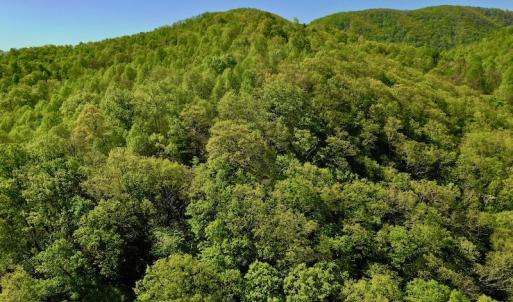 Photo #5 of SOLD property in Off Runnett Bag Rd, Ferrum, VA 57.0 acres