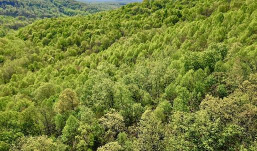 Photo #6 of SOLD property in Off Runnett Bag Rd, Ferrum, VA 57.0 acres