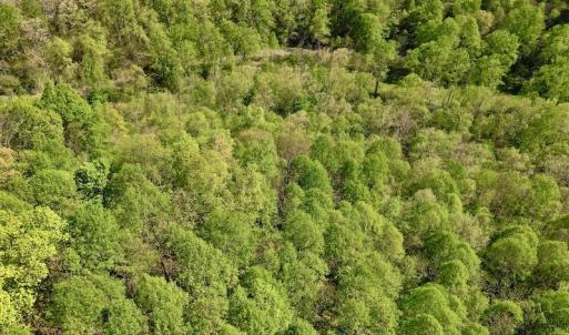 Photo #7 of SOLD property in Off Runnett Bag Rd, Ferrum, VA 57.0 acres