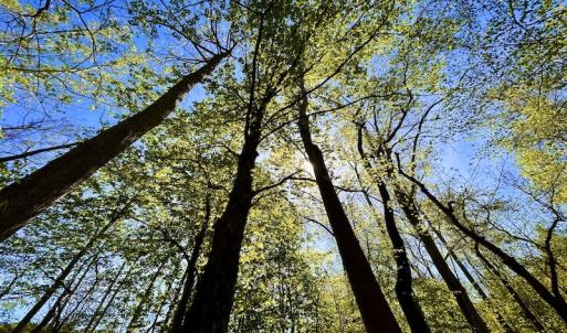 Photo #31 of SOLD property in Off Runnett Bag Rd, Ferrum, VA 57.0 acres