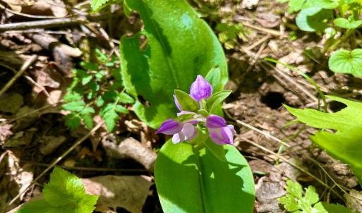 Photo #34 of SOLD property in Off Runnett Bag Rd, Ferrum, VA 57.0 acres