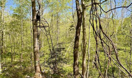 Photo #35 of SOLD property in Off Runnett Bag Rd, Ferrum, VA 57.0 acres