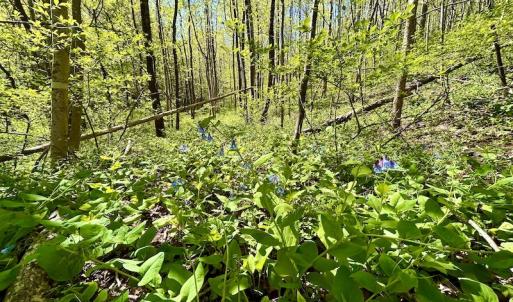 Photo #39 of SOLD property in Off Runnett Bag Rd, Ferrum, VA 57.0 acres