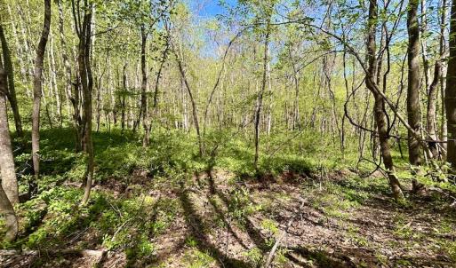 Photo #40 of SOLD property in Off Runnett Bag Rd, Ferrum, VA 57.0 acres
