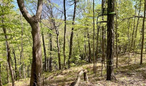 Photo #44 of SOLD property in Off Runnett Bag Rd, Ferrum, VA 57.0 acres
