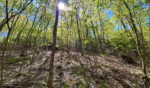 Photo #49 of SOLD property in Off Runnett Bag Rd, Ferrum, VA 57.0 acres