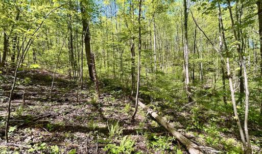 Photo #55 of SOLD property in Off Runnett Bag Rd, Ferrum, VA 57.0 acres