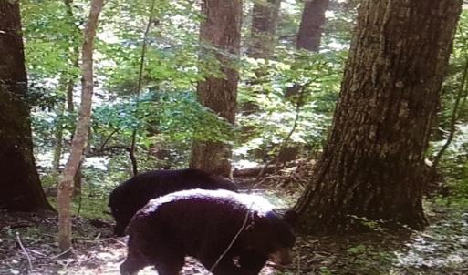Photo #57 of SOLD property in Off Runnett Bag Rd, Ferrum, VA 57.0 acres