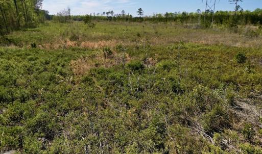Photo #21 of SOLD property in Off Tuscarora Rhems Rd, New Bern, NC 40.6 acres