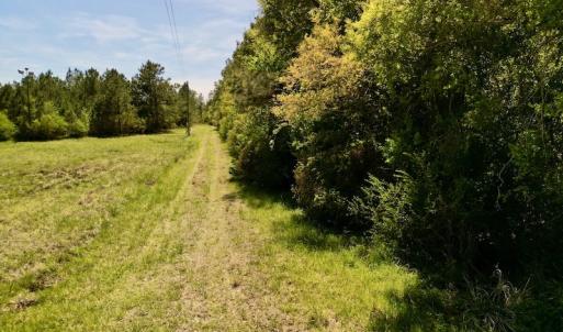 Photo #18 of Off Mill Pond Rd, Bayboro, NC 15.2 acres