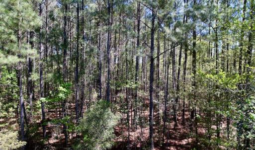 Photo #12 of SOLD property in Off NC 304, Bayboro, NC 9.0 acres