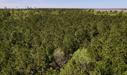 Photo #17 of SOLD property in Off NC 304, Bayboro, NC 9.0 acres