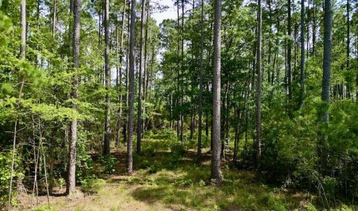 Photo #17 of Off State Road 1901, Aurora, NC 8.3 acres