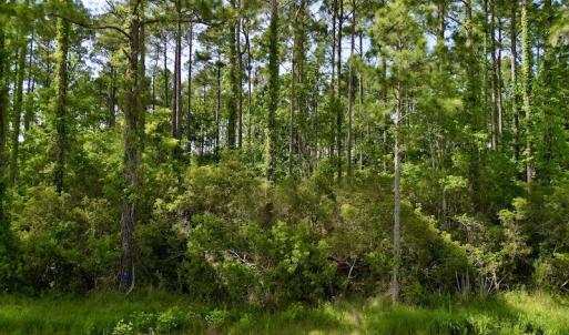 Photo #26 of Off State Road 1901, Aurora, NC 8.3 acres