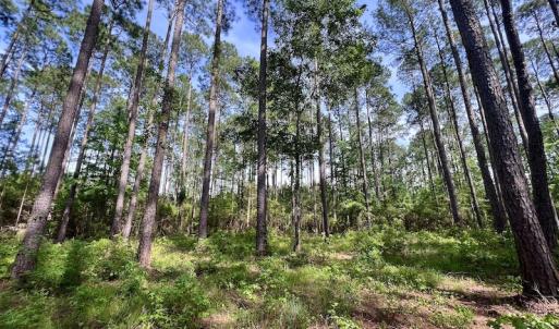 Photo #33 of Off State Road 1901, Aurora, NC 8.3 acres