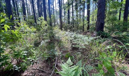 Photo #36 of Off State Road 1901, Aurora, NC 8.3 acres