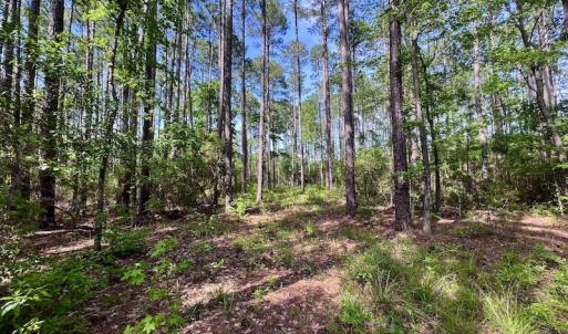 Photo #37 of Off State Road 1901, Aurora, NC 8.3 acres