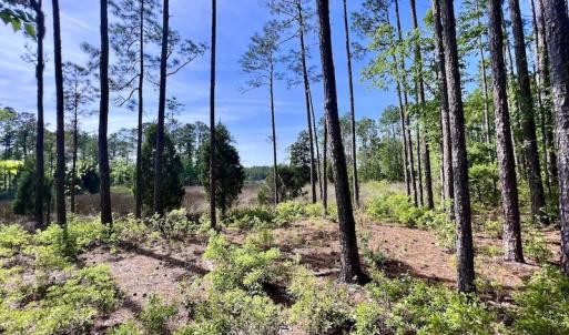 Photo #39 of Off State Road 1901, Aurora, NC 8.3 acres